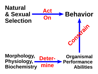 Diagrama conceptual sobre la selección natural y el rendimiento del organismo