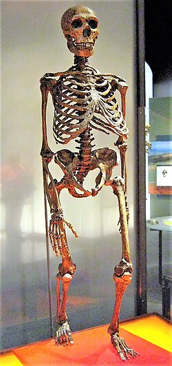 Representación de un individuo neandertal