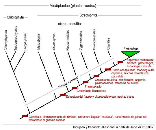 Árbol filogenético actualizado de los diferentes grupos de viridofitas.