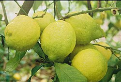 Limones maduros listos para la cosecha