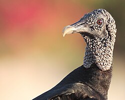 Primer plano de un Coragyps atratus brasiliensis mostrando detalles de su cabeza y plumaje