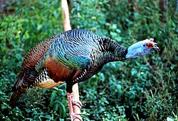 Pavo ocelado macho con cabeza azul