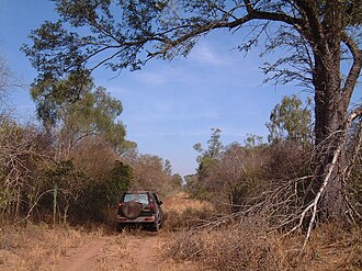 Paisaje del bosque del Chaco seco