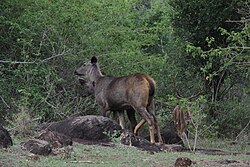 Pareja de sambar y chital macho ramoneando.