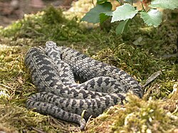 Fotografía de un macho de Vipera berus en posición de descanso