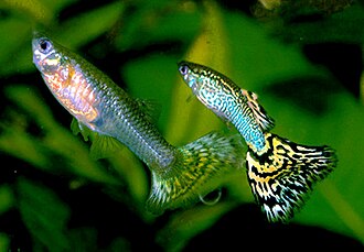 Hembra y macho del pez Poecilia reticulata, conocidos comúnmente como guppys.