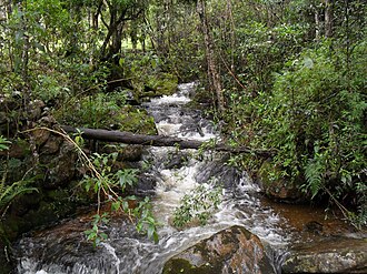 Bosque Andino en el Santuario de Fauna y Flora de Iguaque en Boyacá, Colombia.