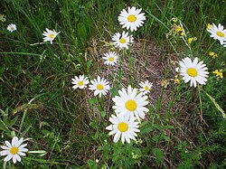 Planta de Leucanthemum vulgare en su entorno natural