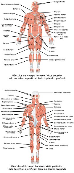 Los músculos estriados forman parte del aparato locomotor.