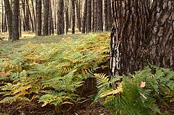 Bosque de pinos en tierras bajas