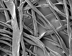 Fibras de algodón bajo microscopio