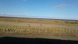 Prado en la Patagonia chilena
