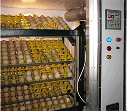 Incubadora industrial de huevos