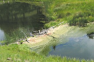 Presa construida por castores en un arroyo