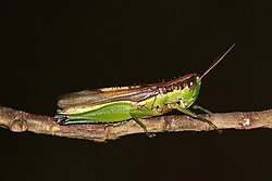 Saltamontes del arroz chino