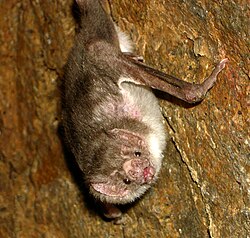 Vampiro común (Desmodus rotundus)