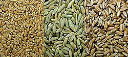 Comparación de granos de trigo, centeno y triticale