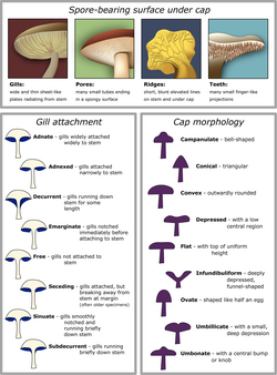 Esquema ilustrativo de las características morfológicas de los sombreros.