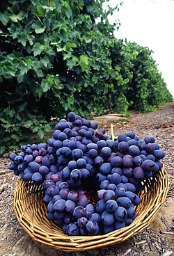 Uvas en un racimo