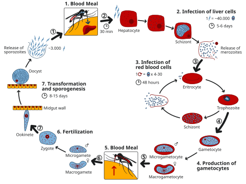 Esquema del ciclo biológico de la malaria