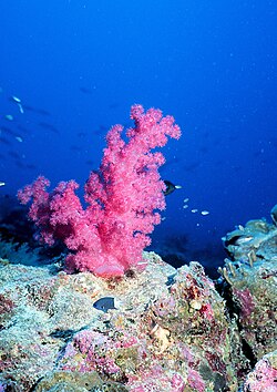 Arrecife de coral donde ocurre la liberación masiva de gametos.