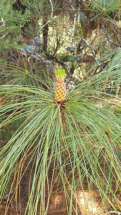 Conos de polen masculinos de Pinus Canariensis.
