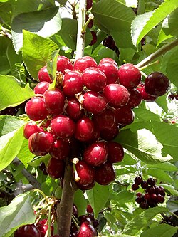 Cereza dulce en primer plano