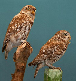 Aves rapaces nocturnas