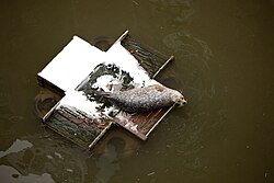 Una foca descansando en un muelle londinense.