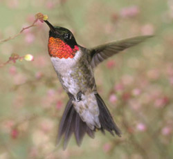 Colibrí de garganta roja o Archilochus colubris