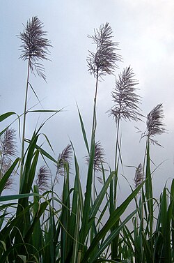 Inflorescencia de caña de azúcar