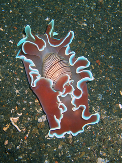 Hydatina physis representando a los gasterópodos