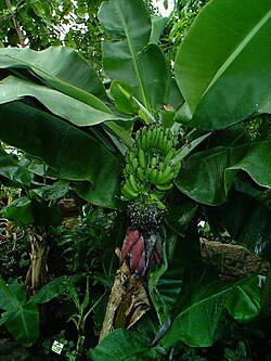 Platanera con frutos