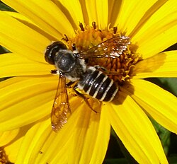 Abeja polinizando una flor