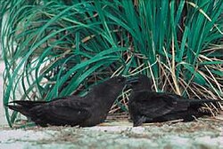 Pareja de Pardelas de Pascua Puffinus nativitatis acicalándose