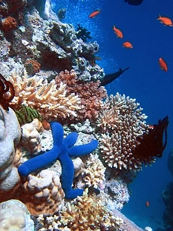 Arrecifes de coral en el medio marino