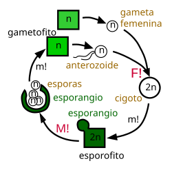 Diagrama detallado del ciclo de vida