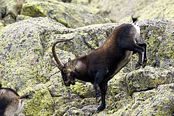 Macho montés en la sierra de Gredos