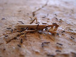 Etología social de las hormigas en insectos eusociales
