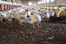 Cría intensiva de pollos en una granja.