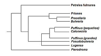 Diagrama filogenético simplificado de Procellariidae