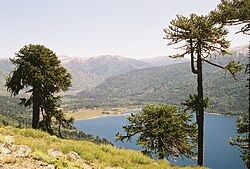 Araucarias en el parque nacional Lanín, Argentina