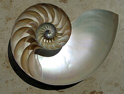 Concha de nautilus