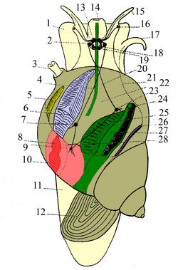 Anatomía interna de un gasterópodo prosobranquio