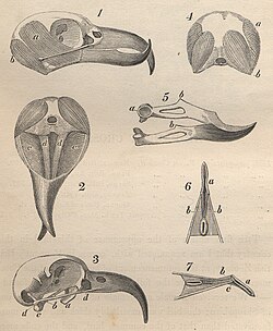 Anatomía del cráneo y mandíbula del piquituerto común
