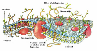 Representación esquemática de la membrana plasmática eucariota