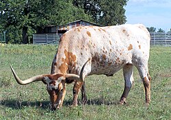 Rumiante pastando en un campo.