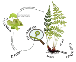 Diagrama esquemático del ciclo de vida de las plantas vasculares sin semilla
