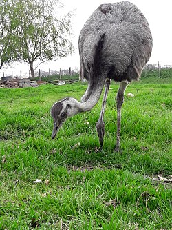 Ñandú, autóctono de la fauna pampeana