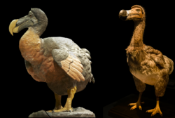 Ilustración del dodo